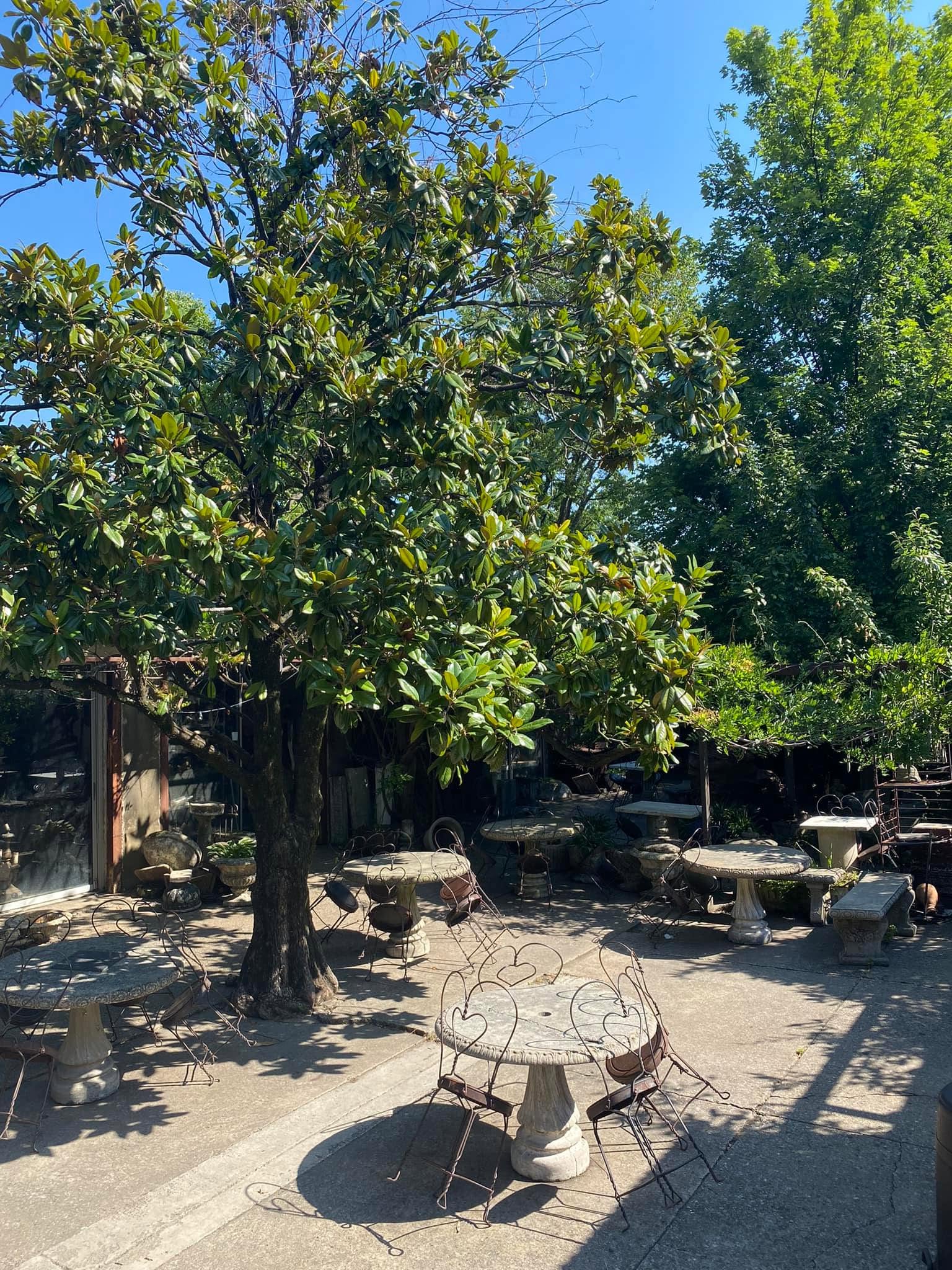 Wire chairs and stone tables under a magnolia tree in The Garage courtyard
