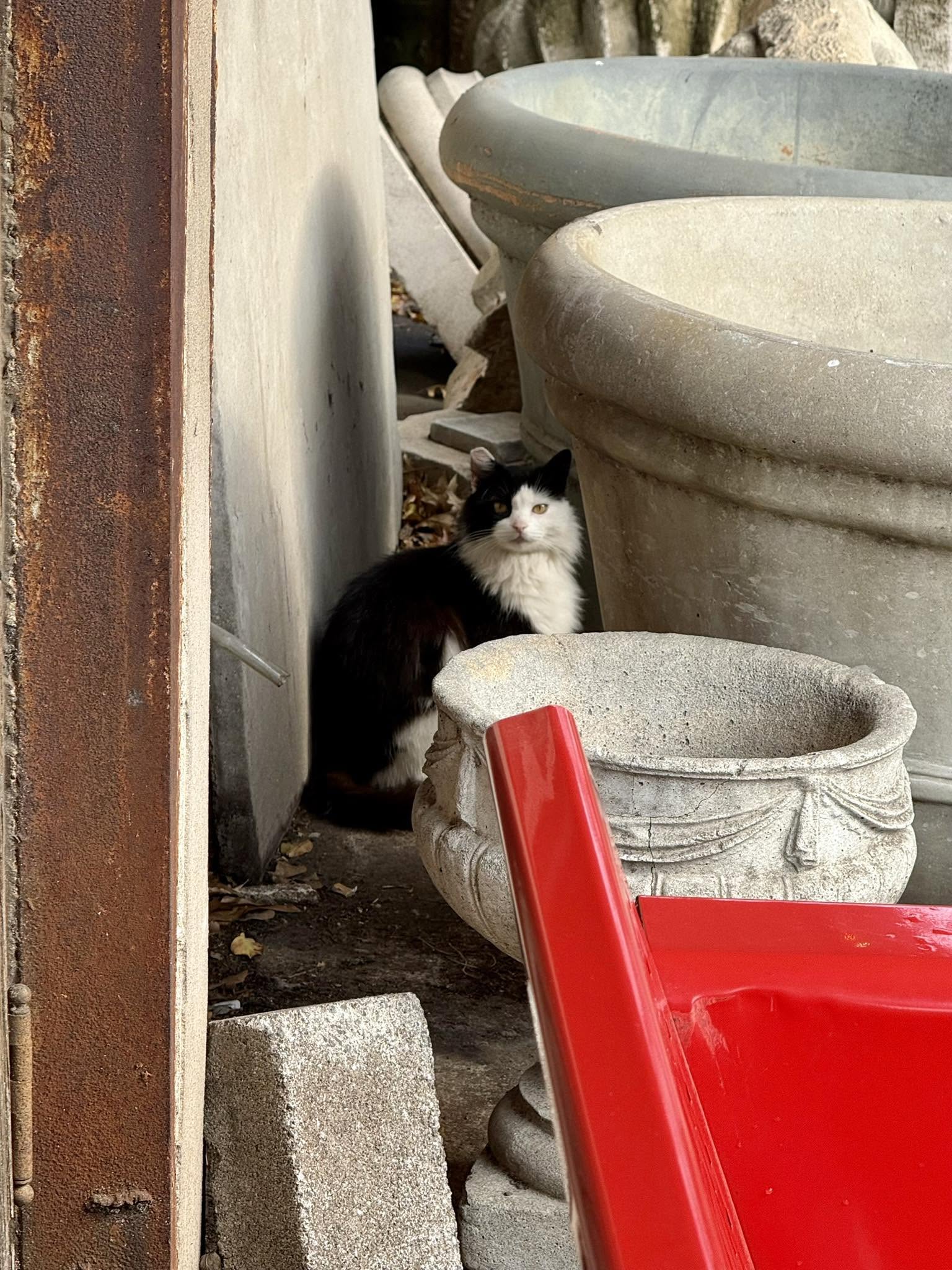 Goldie, The Garage's black and white bar cat, peeking out from behind the courtyard planters