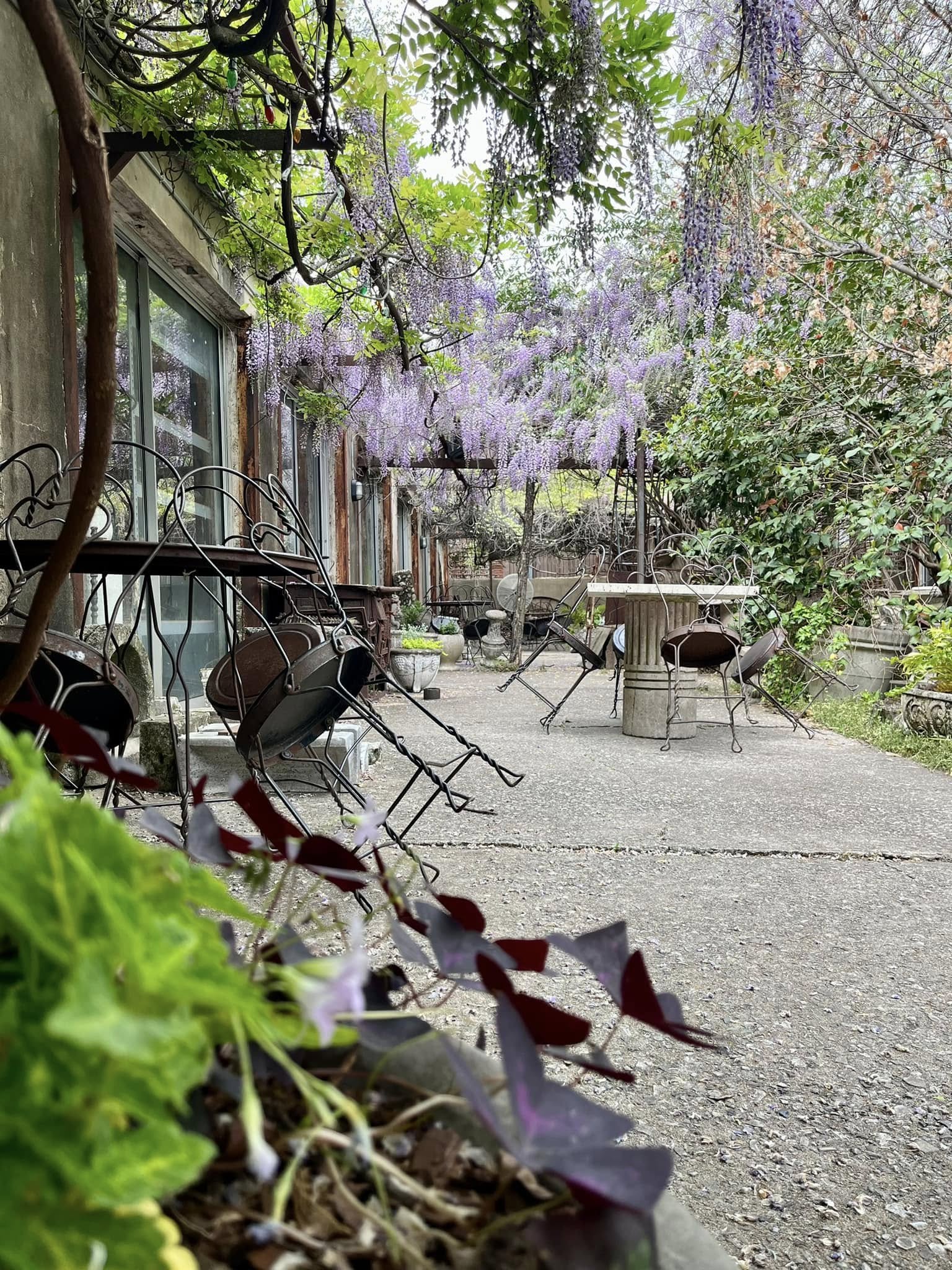 Wisteria blooming over the walkway at The Garage